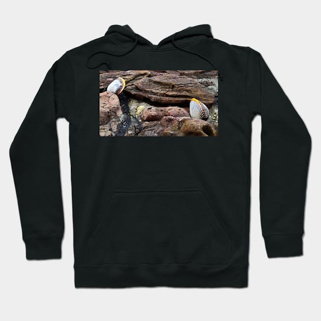 Shells Sculpture. Vladivostok Oceanarium Hoodie by IgorPozdnyakov